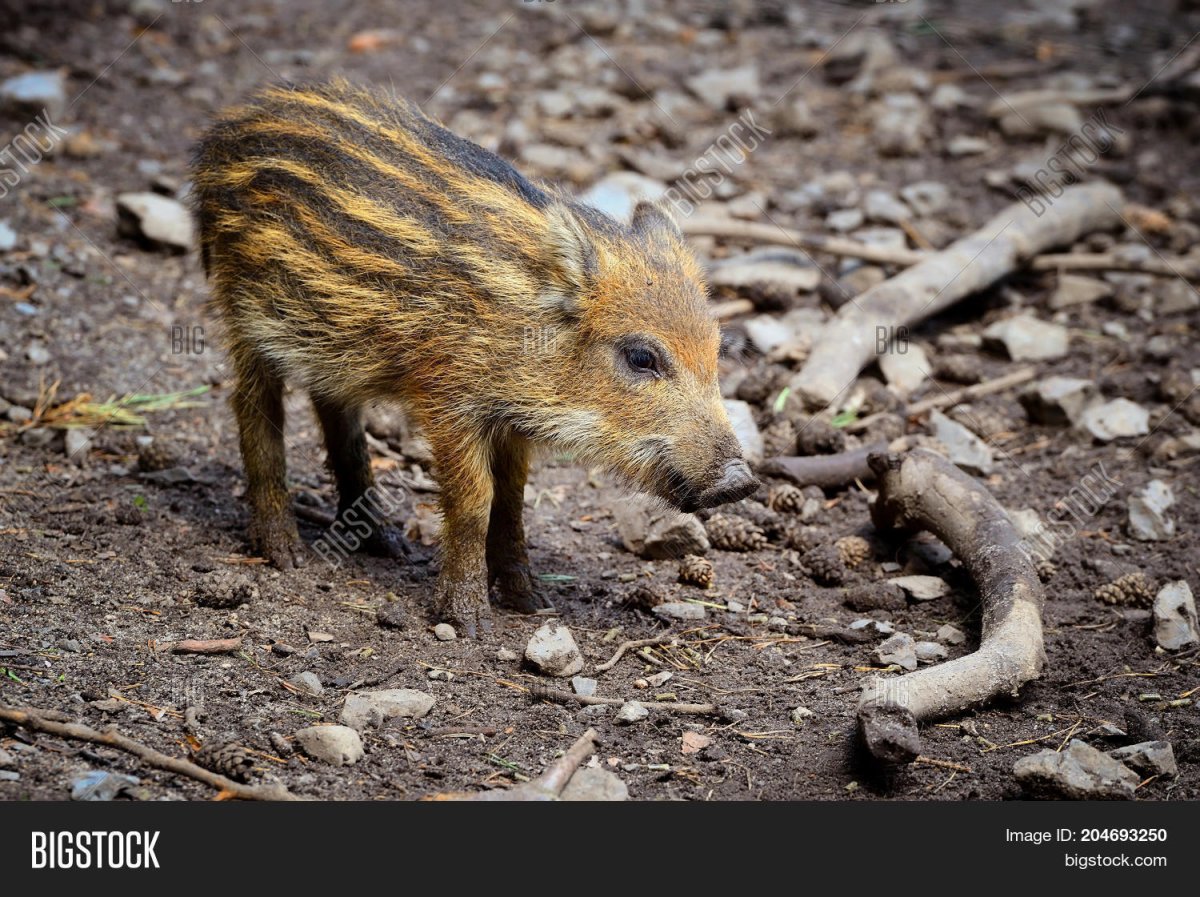 Baby Wild Boar