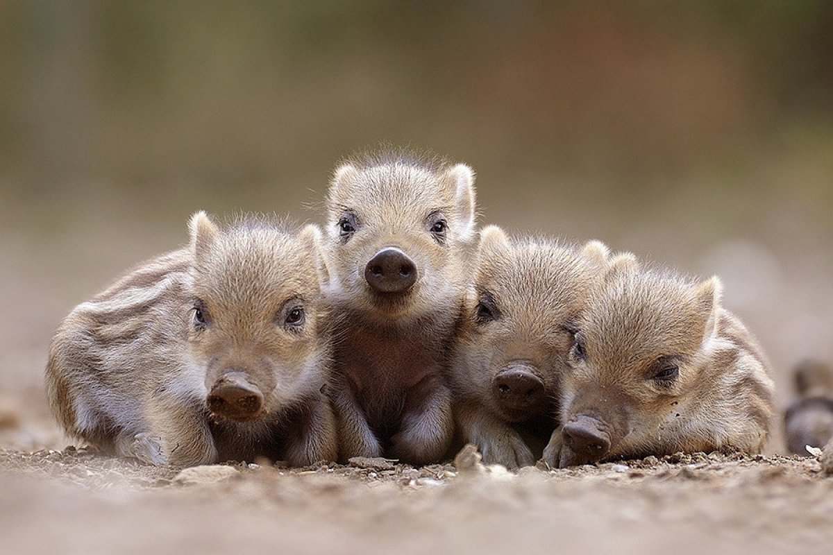 Детеныш кабана