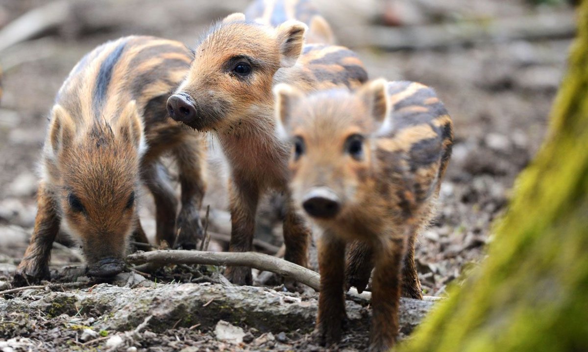 Поросята дикого кабана