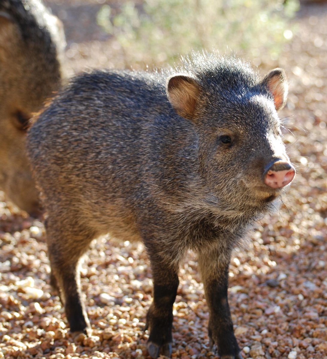 Дикая кабаниха с поросенком