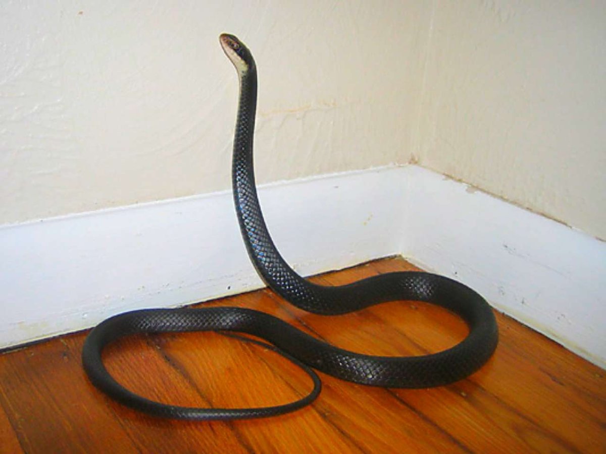 Увидеть змею дома. Змея в доме. Гадюка в доме. Змеи которые заползают в дом.