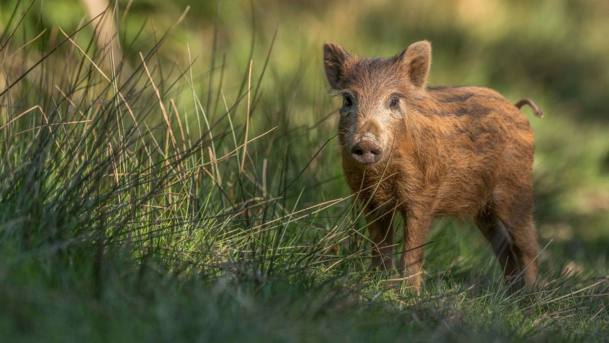 Какие Дикие животные на Донбассе