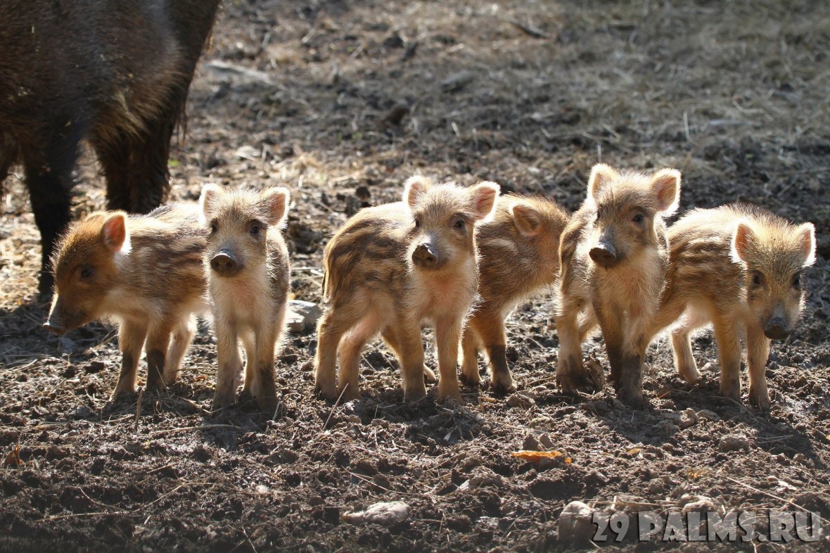 Поросята дикого кабана