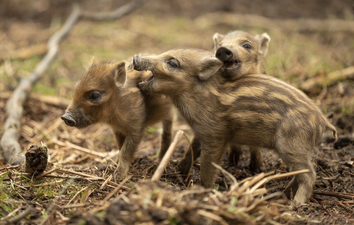Кабанчики с кабанятами.