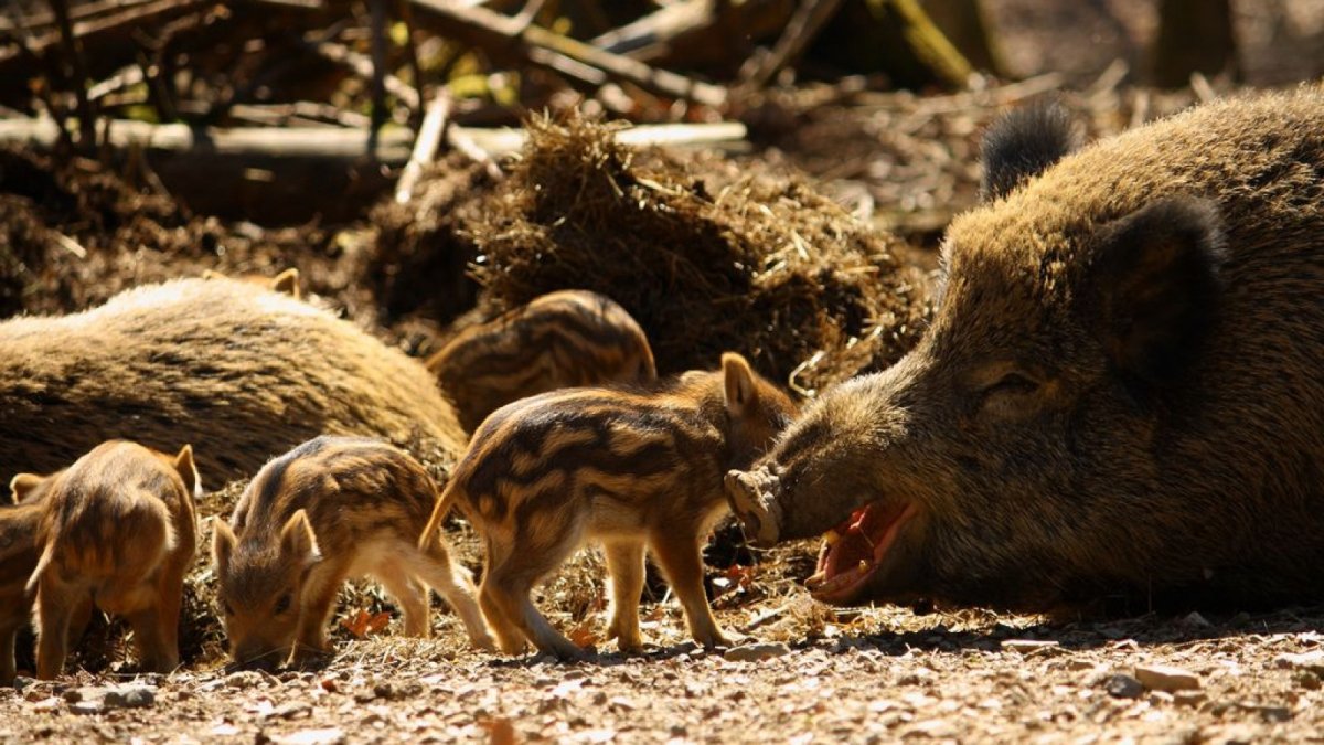 Кабаниха с кабанятами