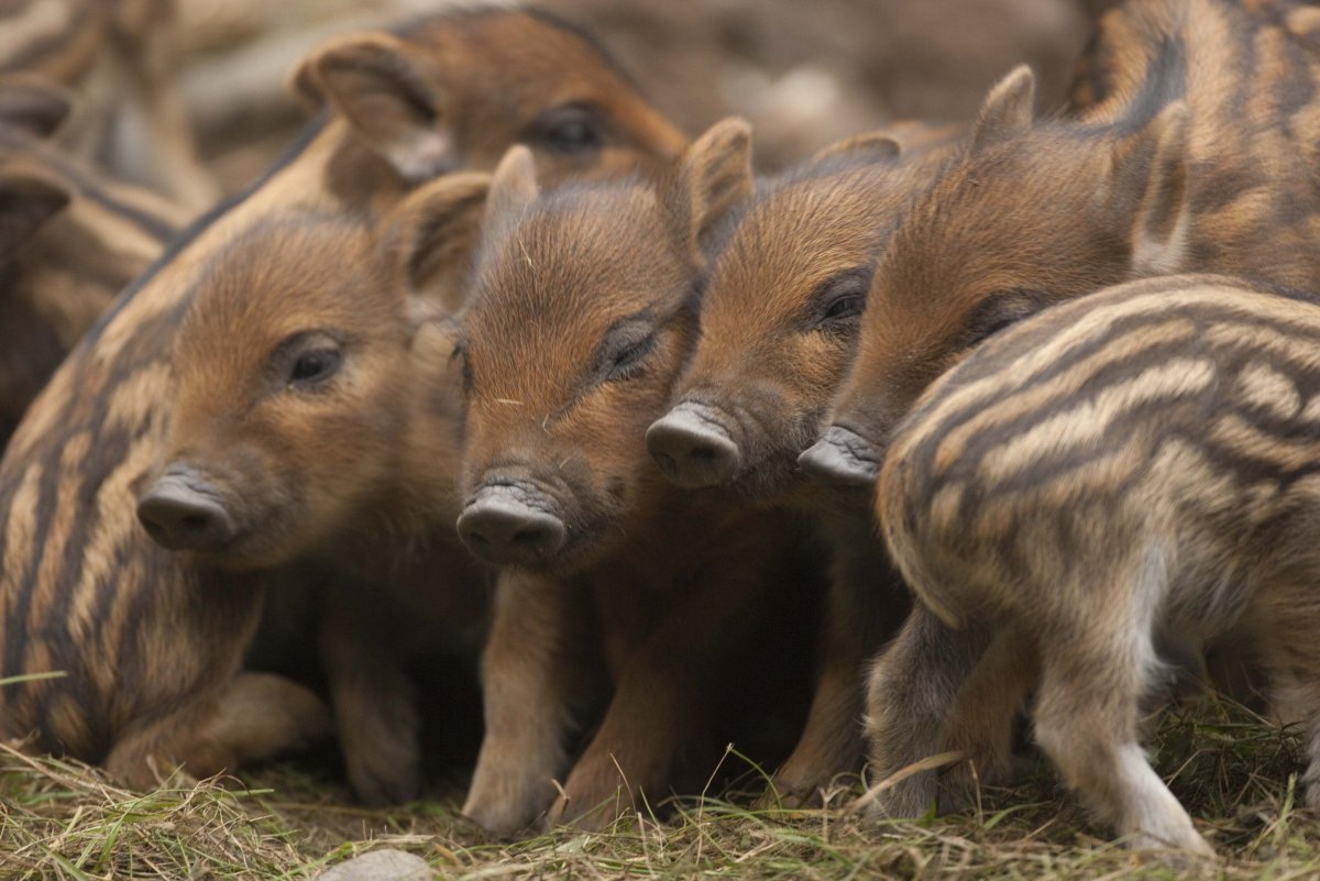 Кабанчики с кабанятами.