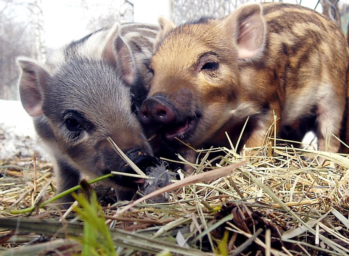 Кабан кабаниха кабанчик