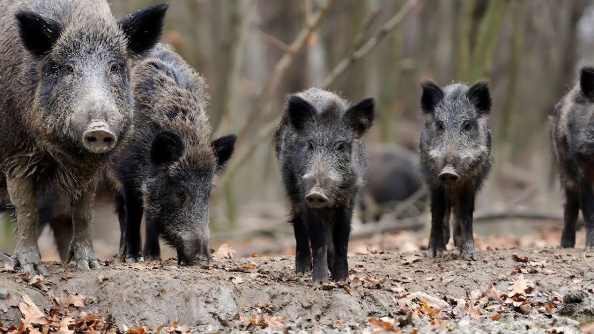 Кабанята полосатые