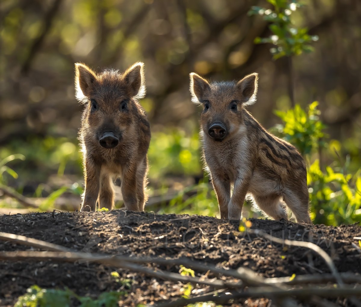 Кабан на зимнем фоне