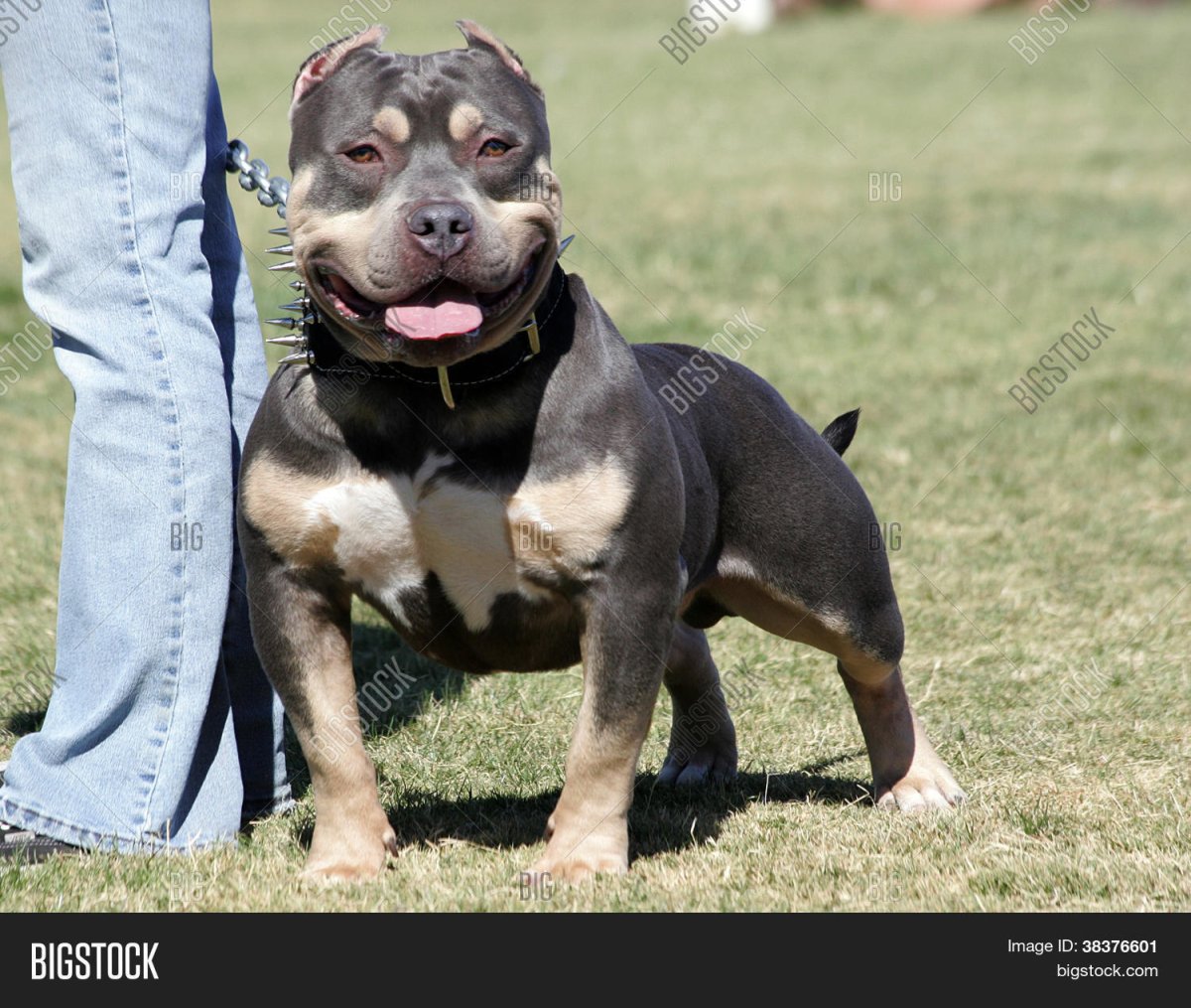 Питбуль 25 кг