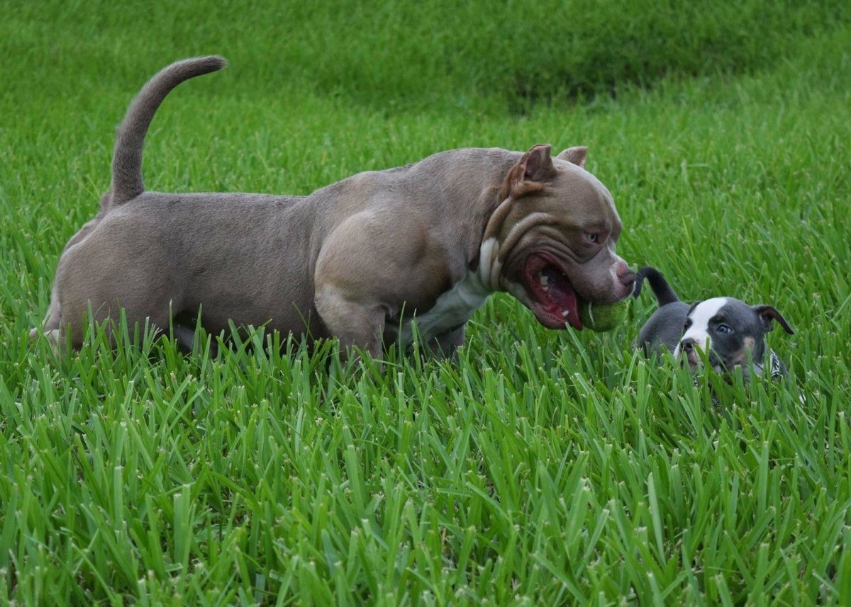 Собака американский булли покет