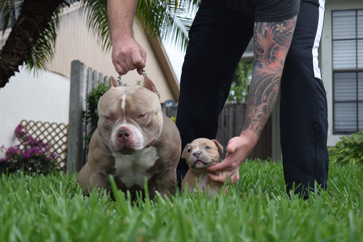 Стаффордширский терьер разноглазые