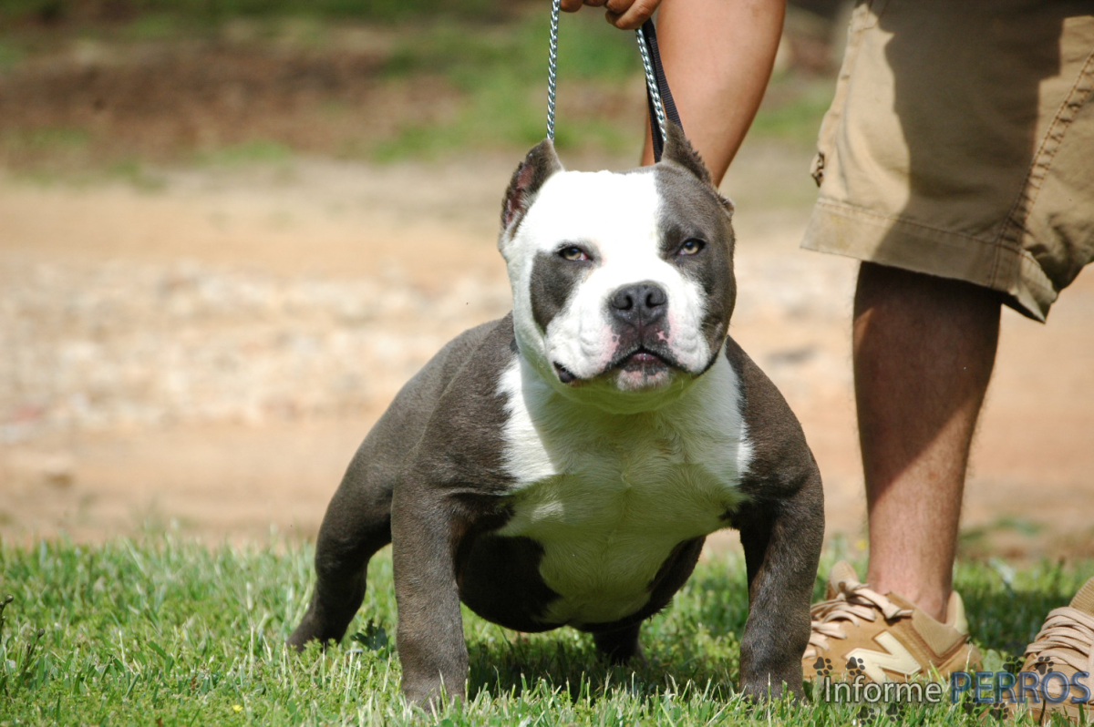 Амстафф булли