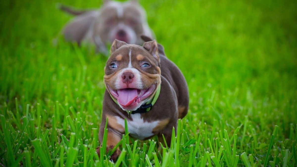 Американский стаффордширский булли