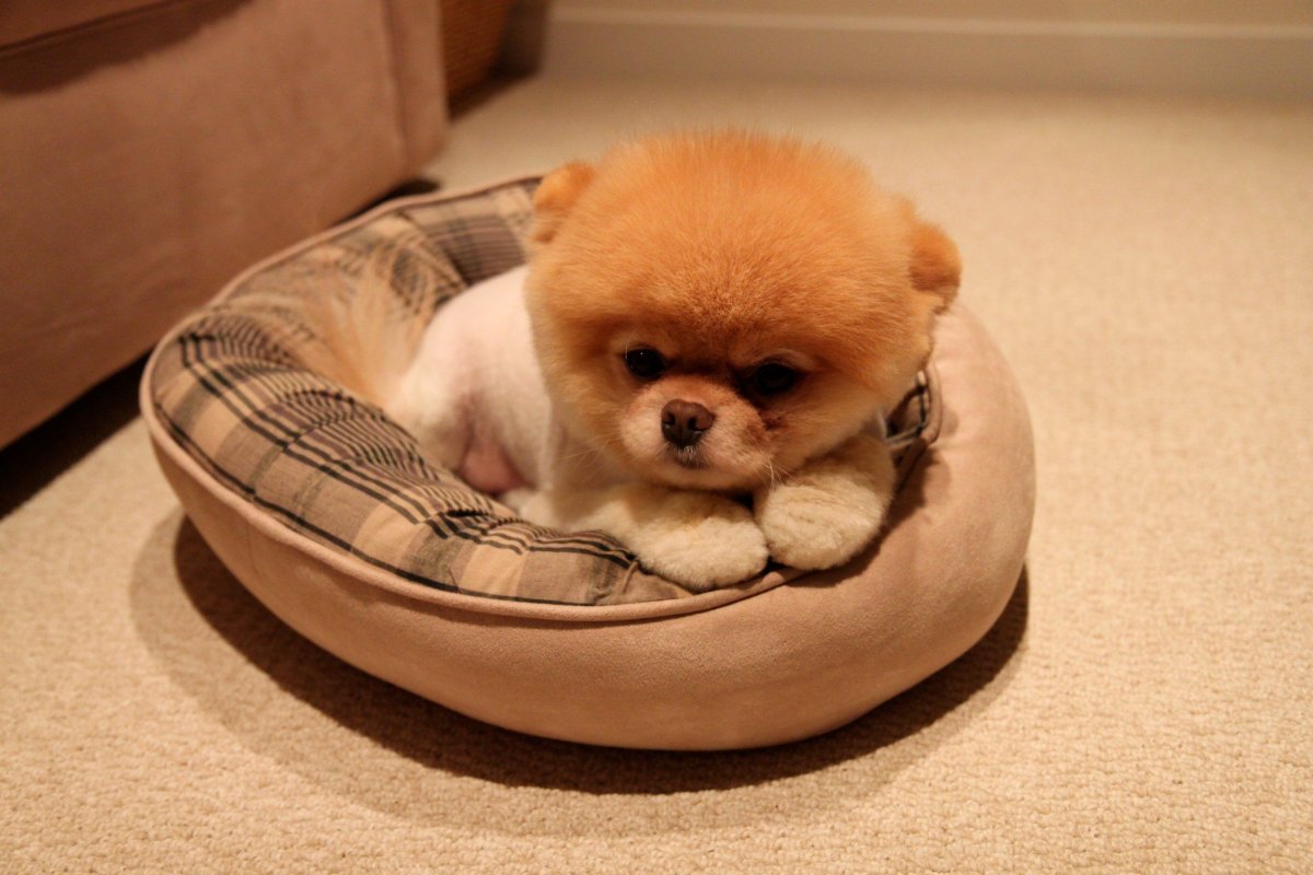 Померанский шпиц БОО