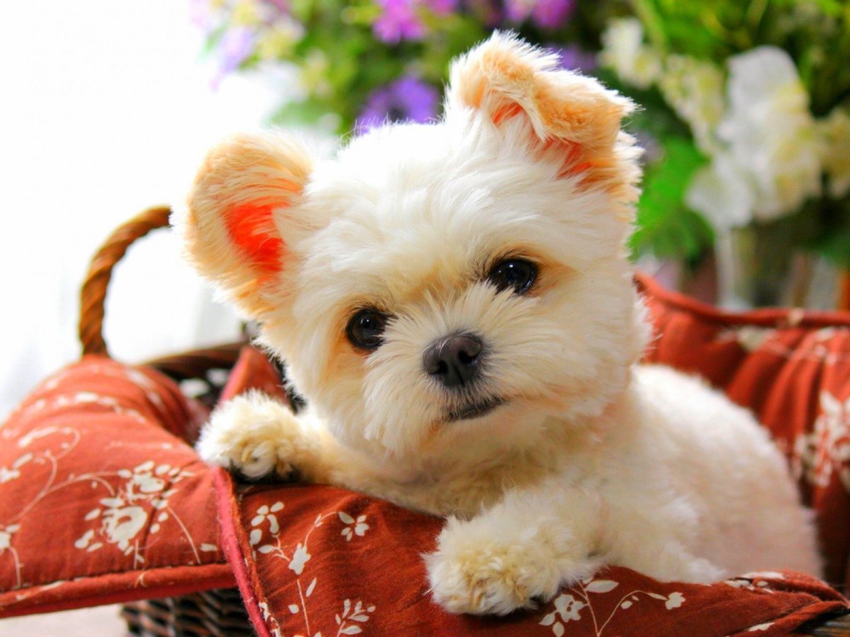 Красивые маленькие собачки