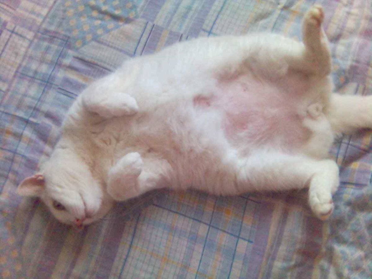 Бенгал мешок на животе