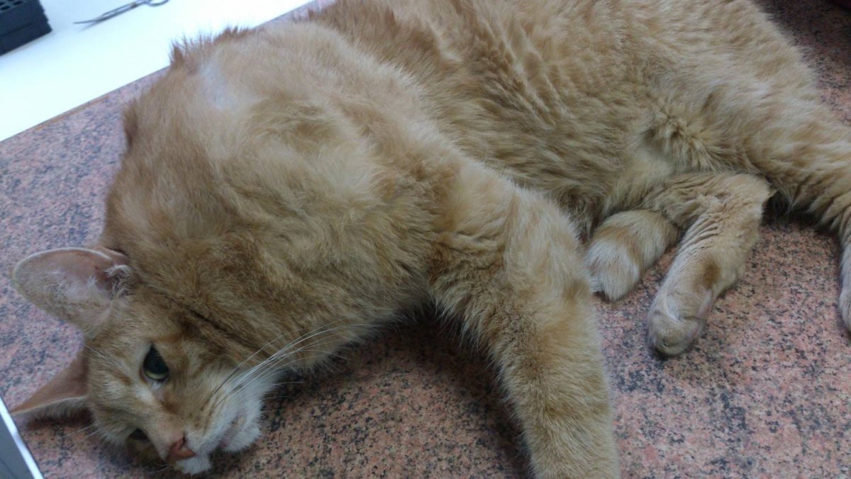 Британская шиншилла курдюк