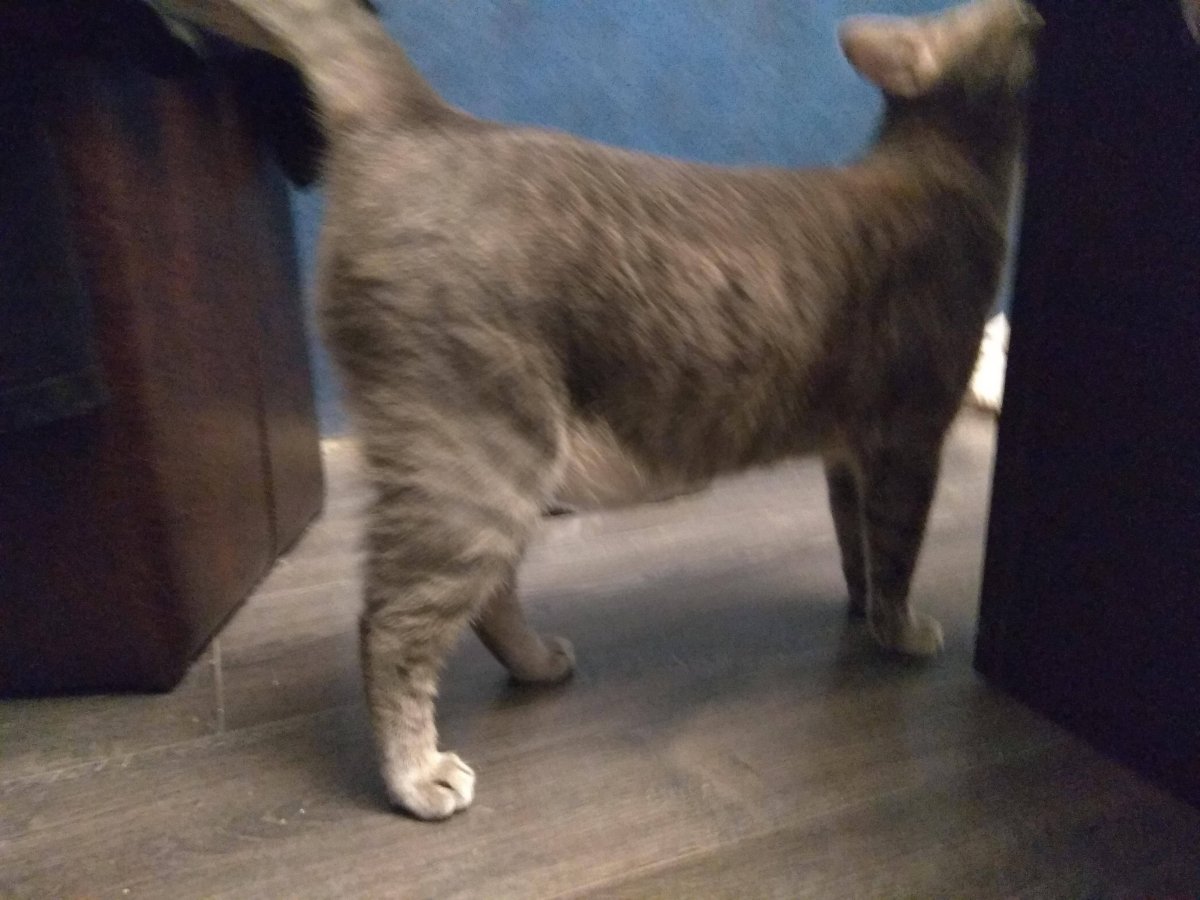 Русская голубая с полосками