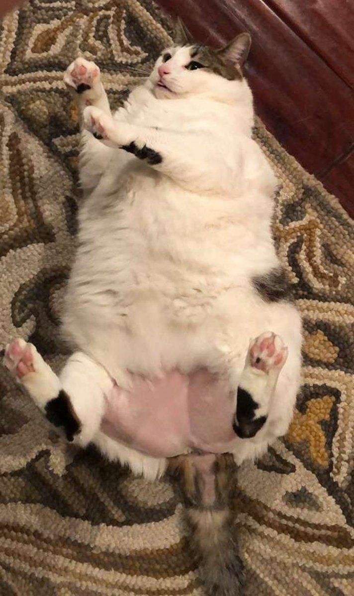 Бурманская короткошерстная кошка