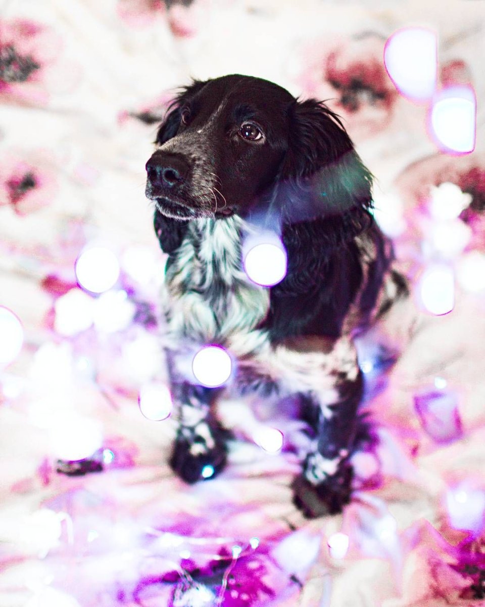 Голубоглазый кокер спаниель