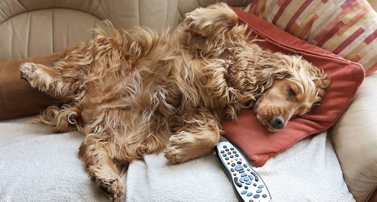 Щенок в поле