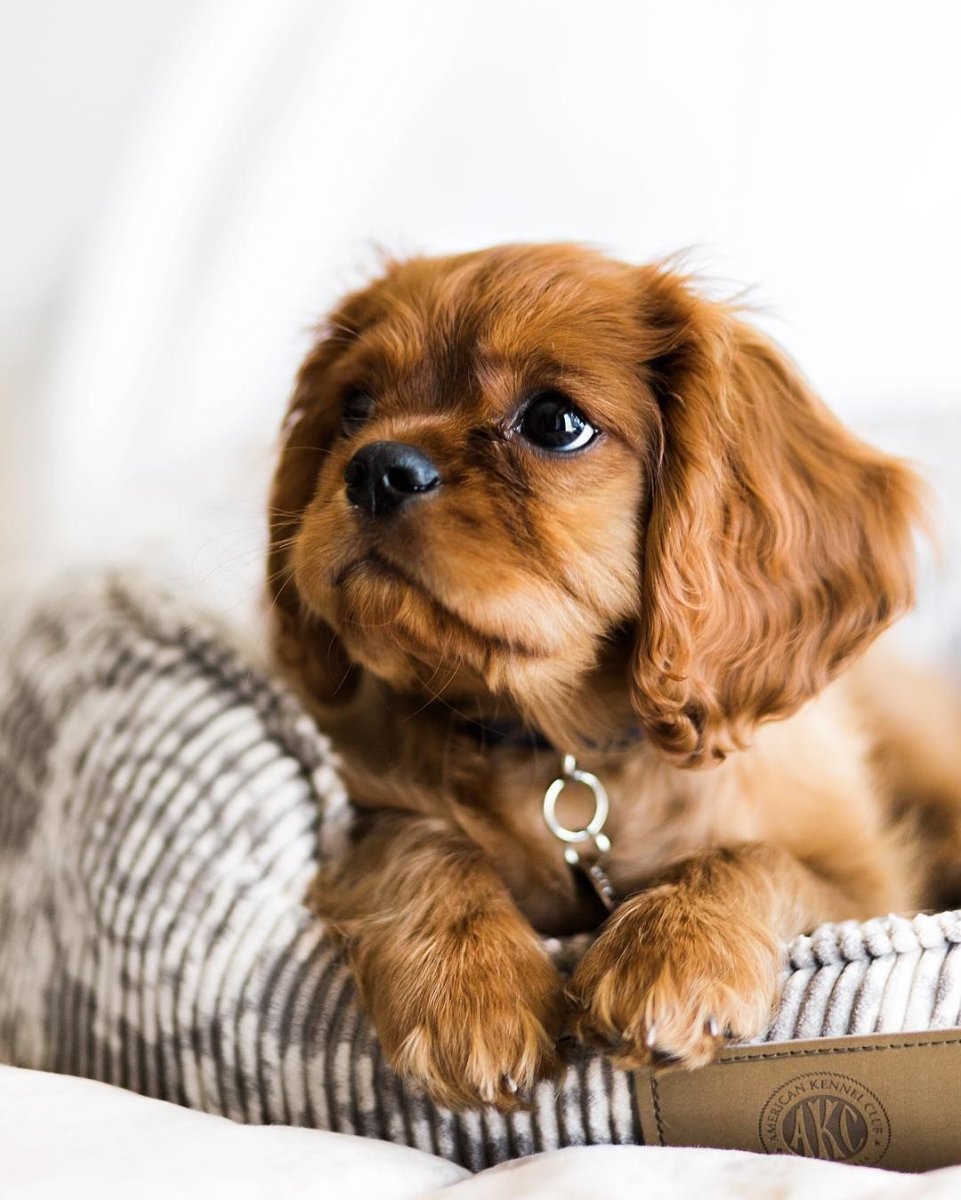 Кокер спаниель персиковый