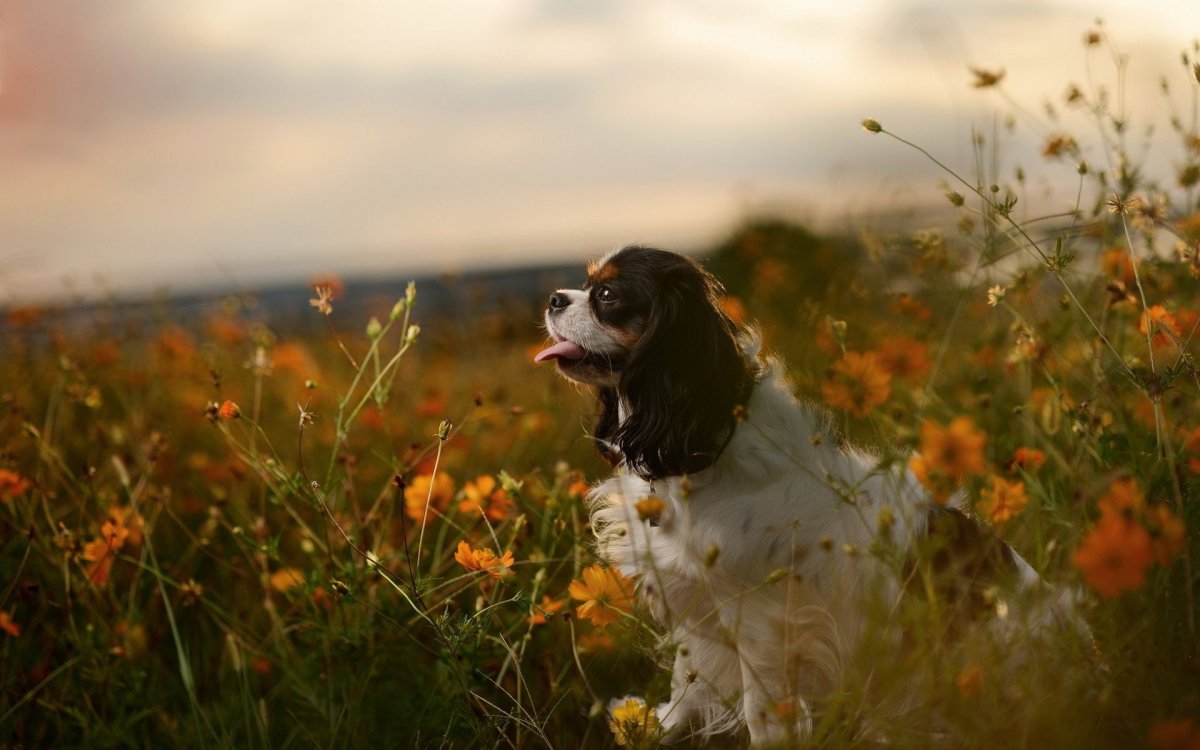 Кокер спаниель щенок