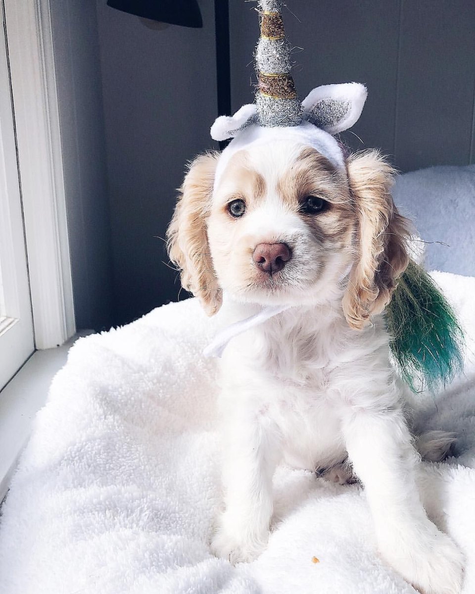 Пес со смешными ушами