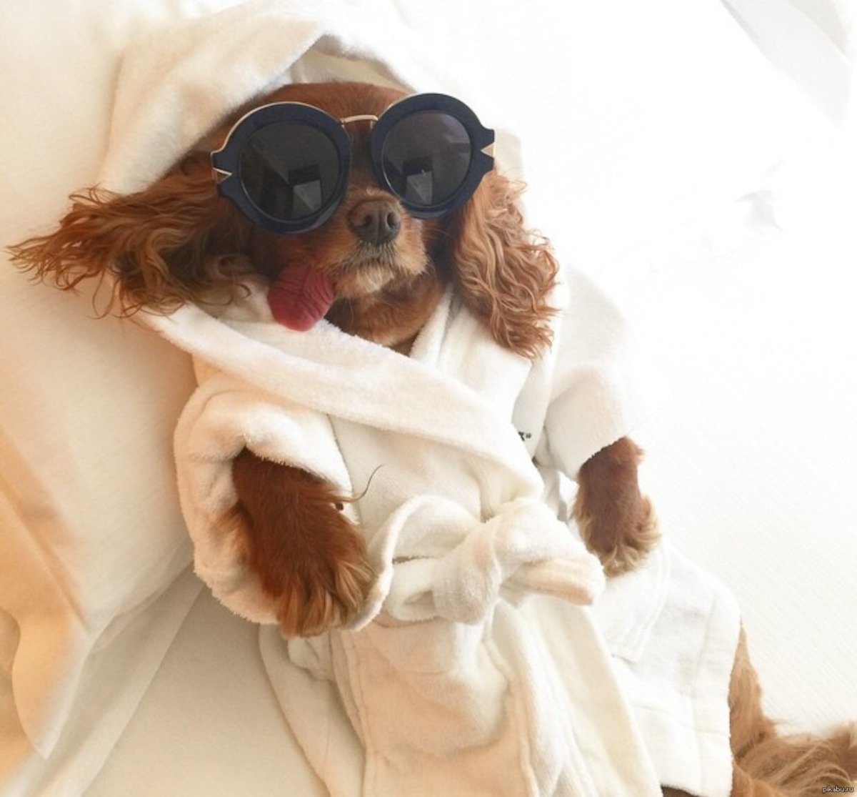 Английский кокер спаниель вес