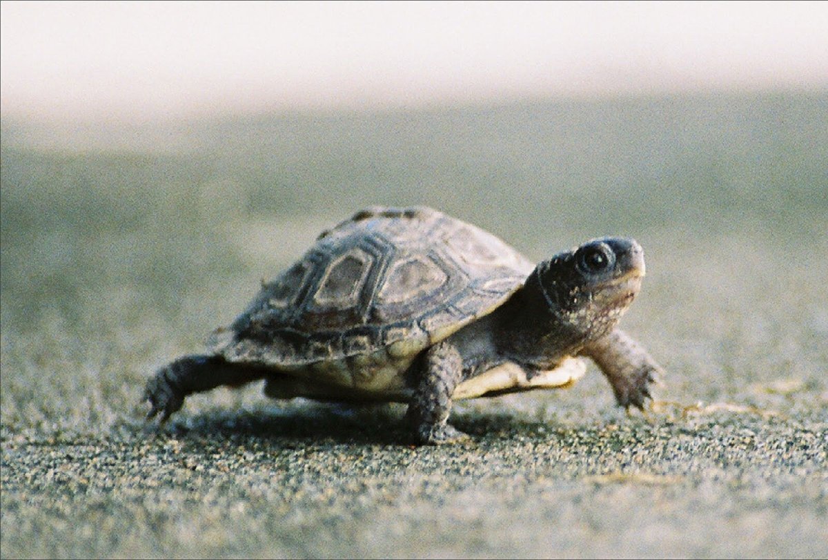 Черепаха ползает
