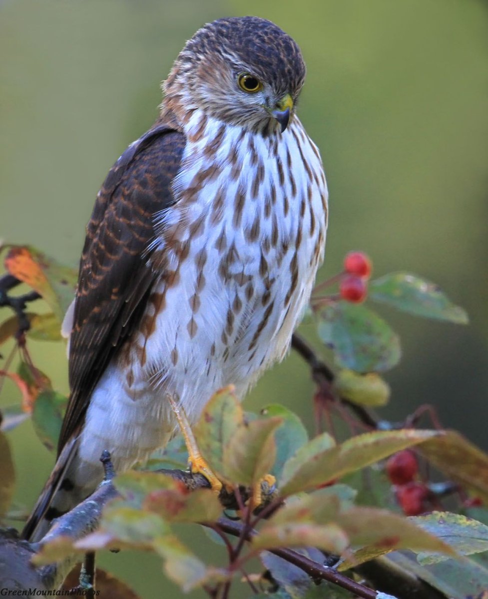 Орел Сокол ястреб