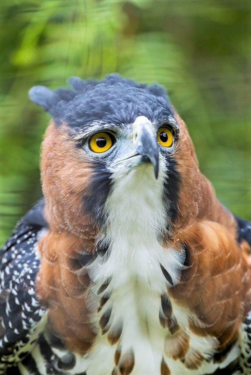 Голубой Сокол Сапсан