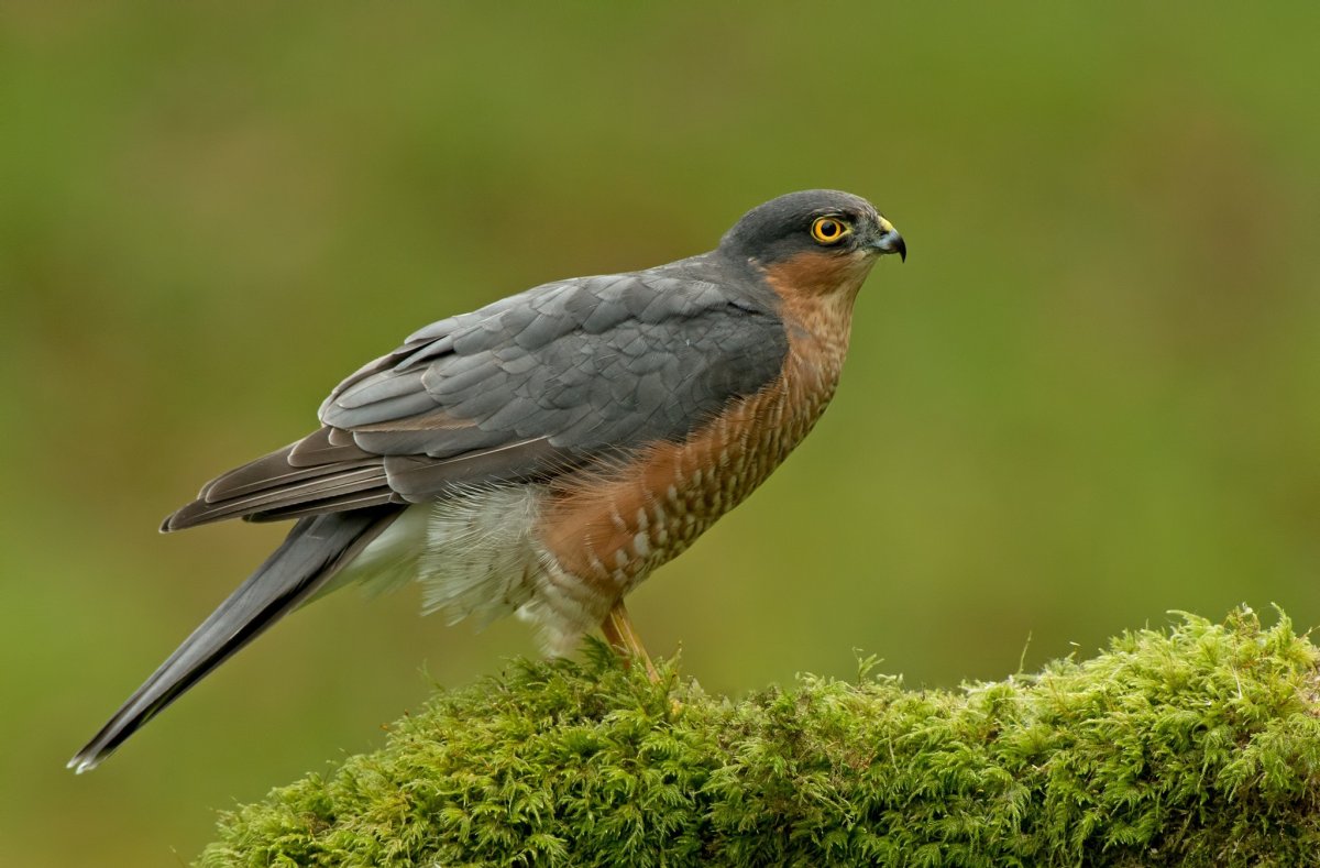 Южноамериканская Гарпия птица