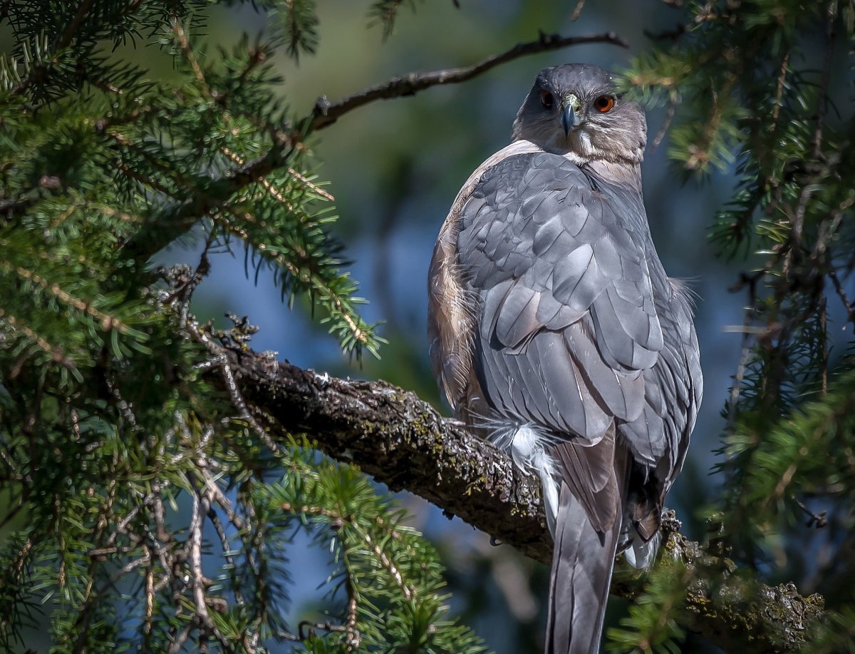 Птица ястреб тетеревятник