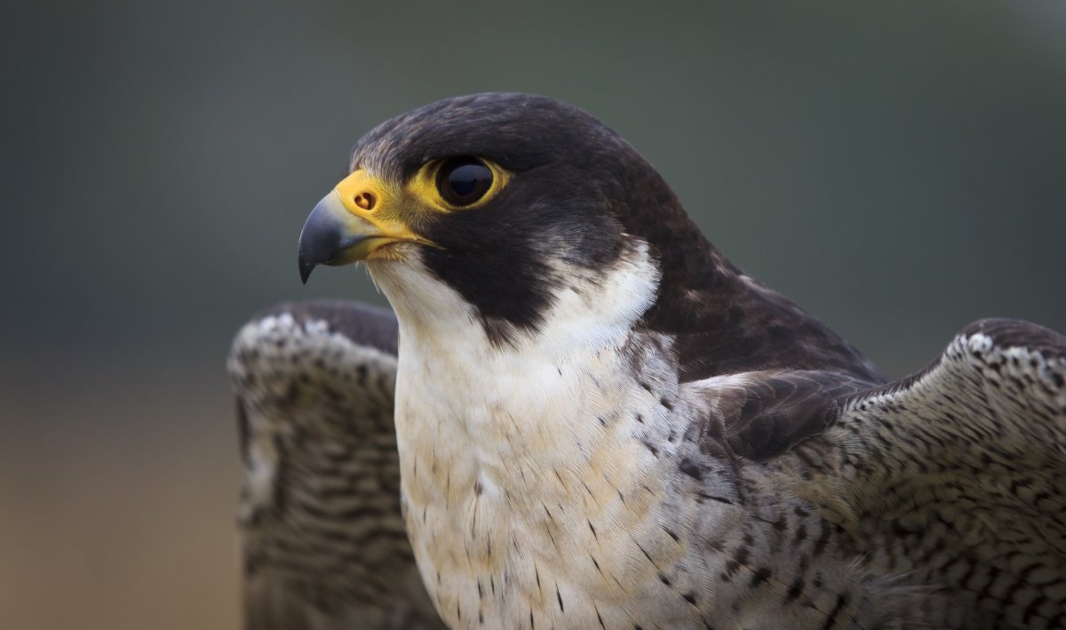 Фотография кар кар