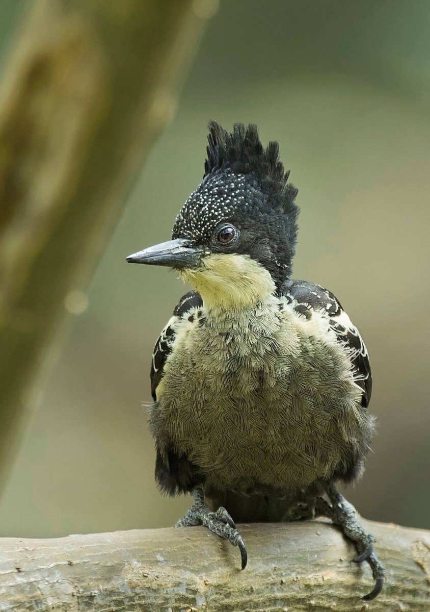 Craig Kosak вороны