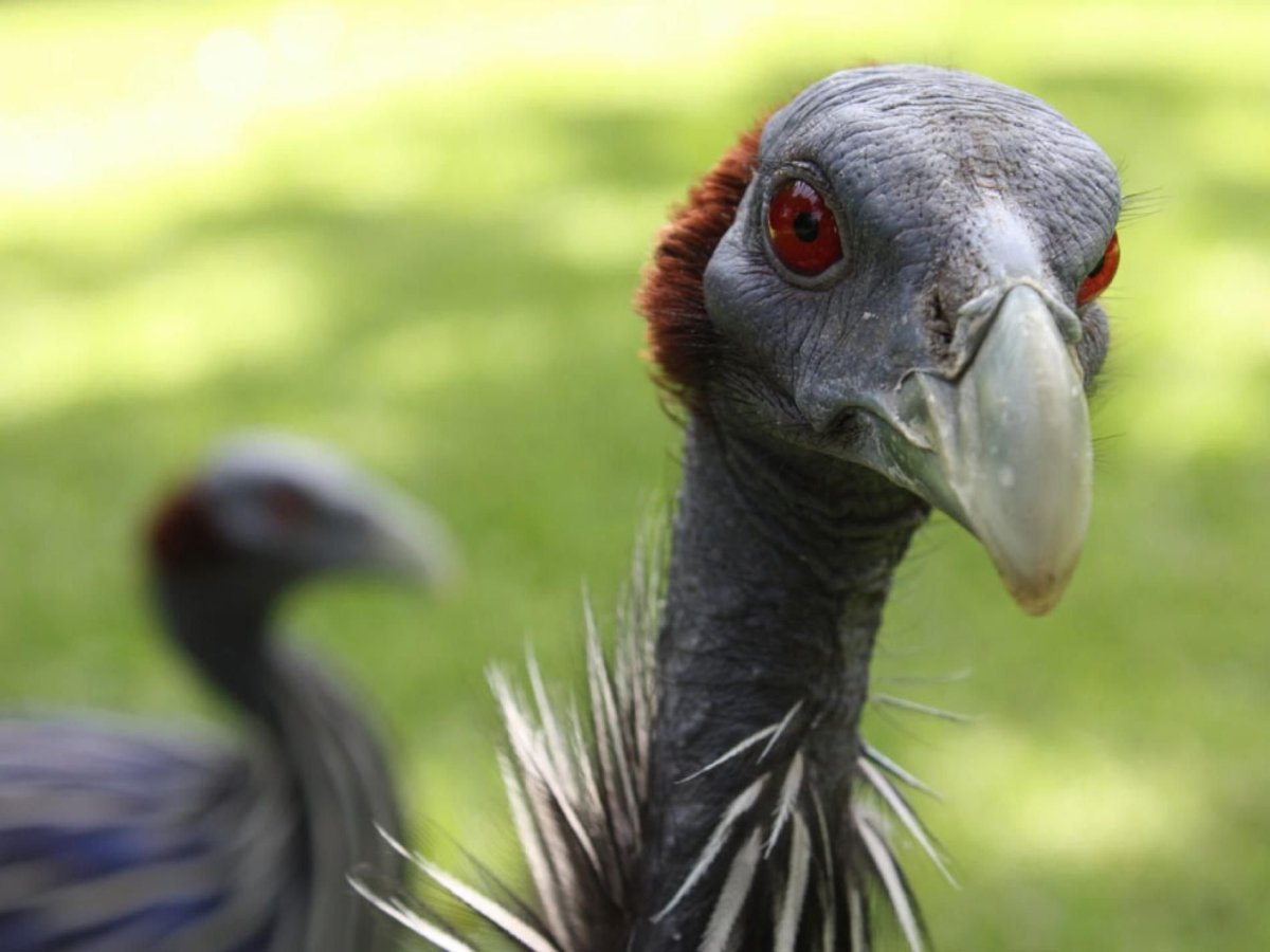 Серый Сокол