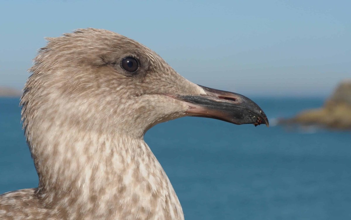 Сокол Сапсан пикирование