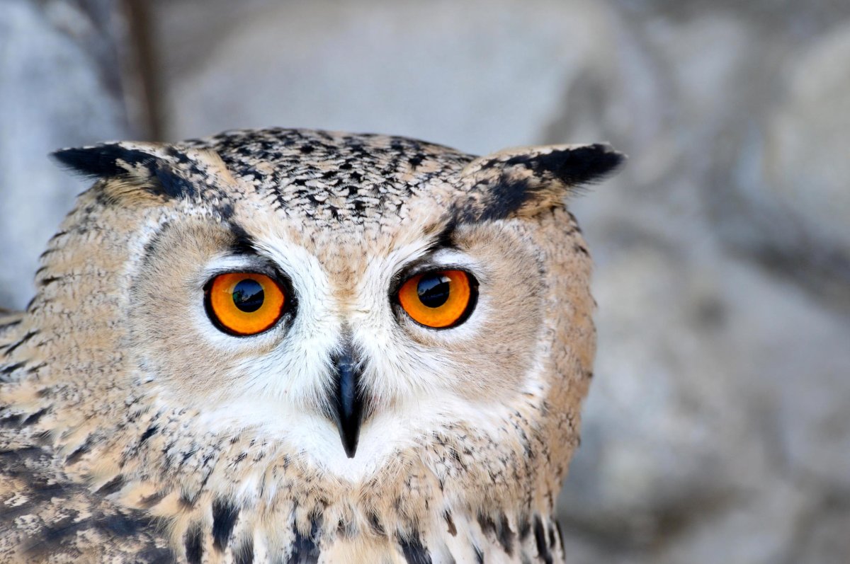 Пилигрим птица