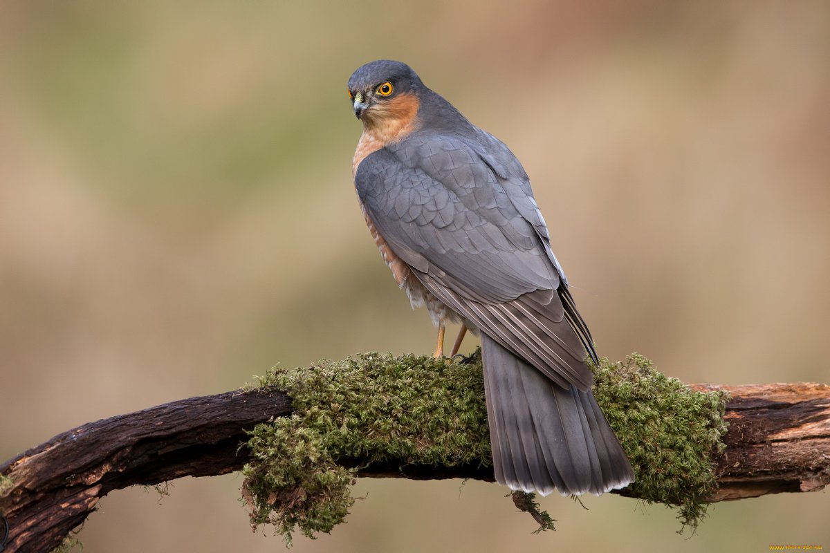 Брене Браун Великие дерзания