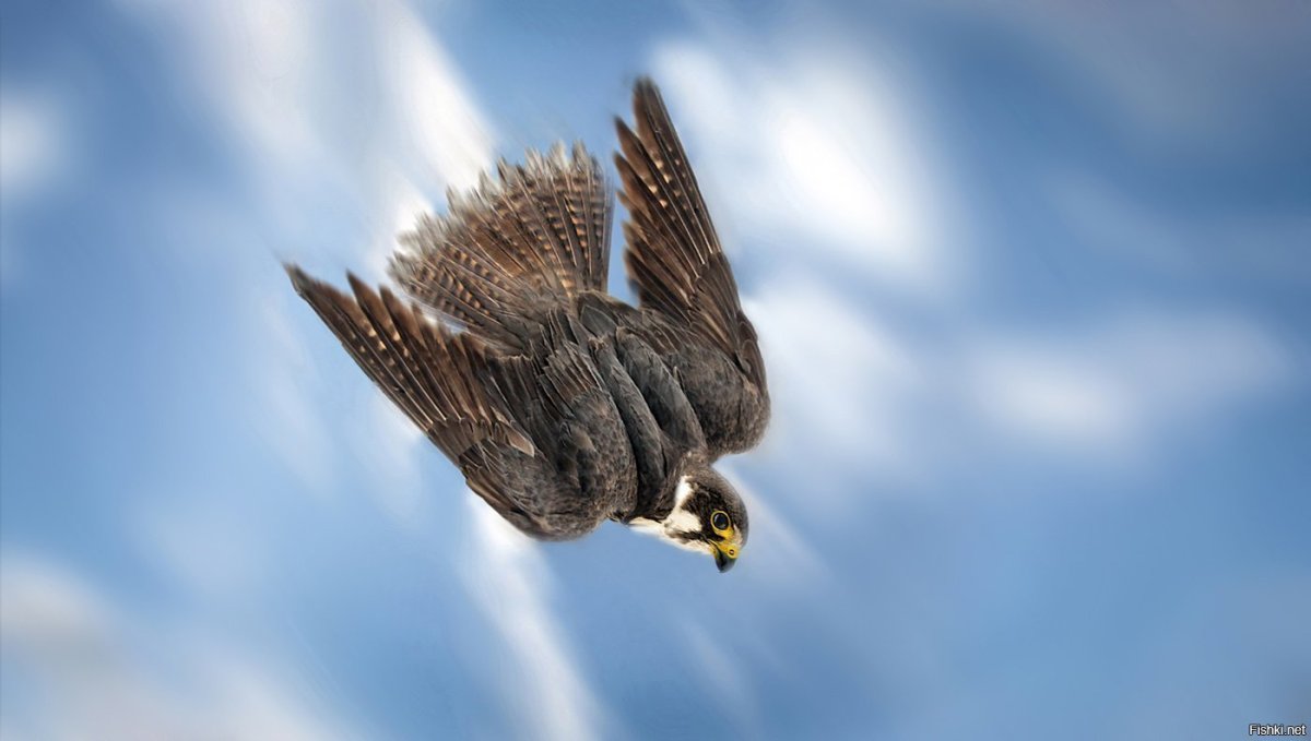 Хищные птицы Подмосковья