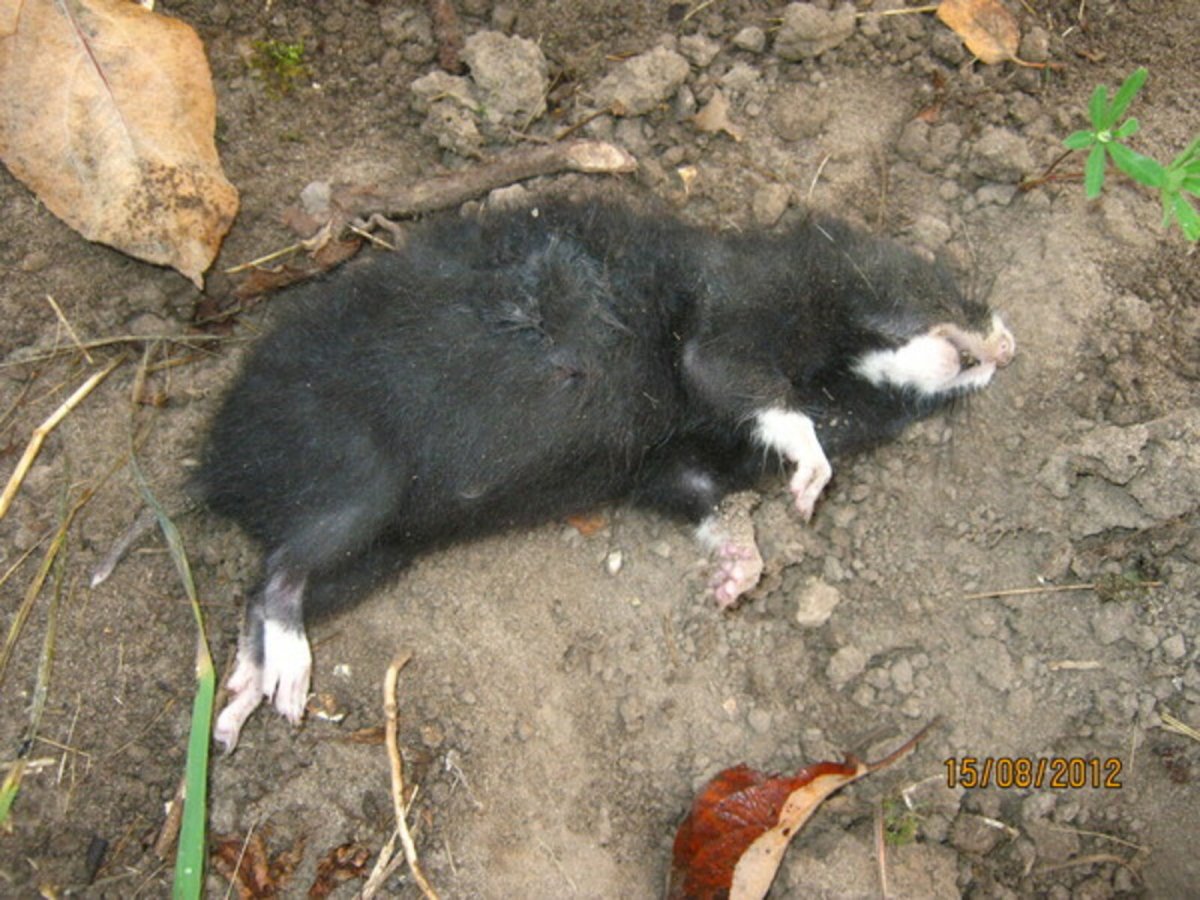 Обыкновенный хомяк Cricetus Cricetus