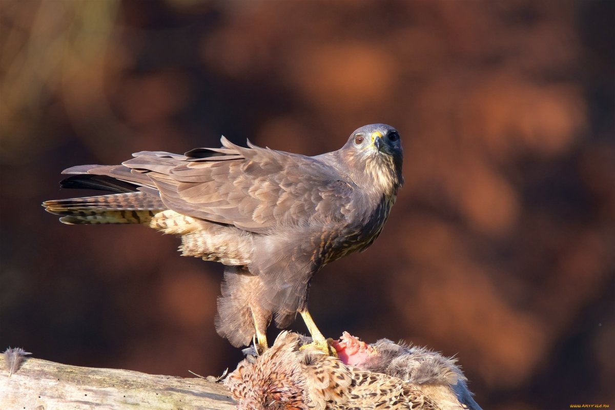 Сапсан Falco peregrinus
