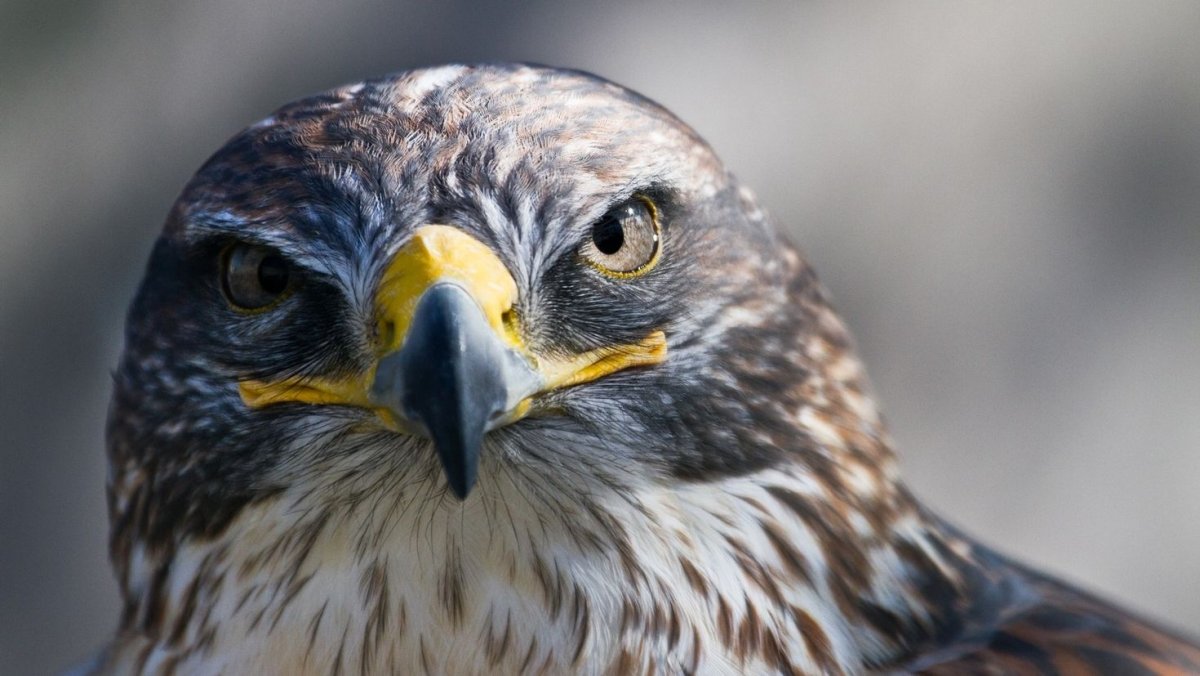 Лисья пустельга