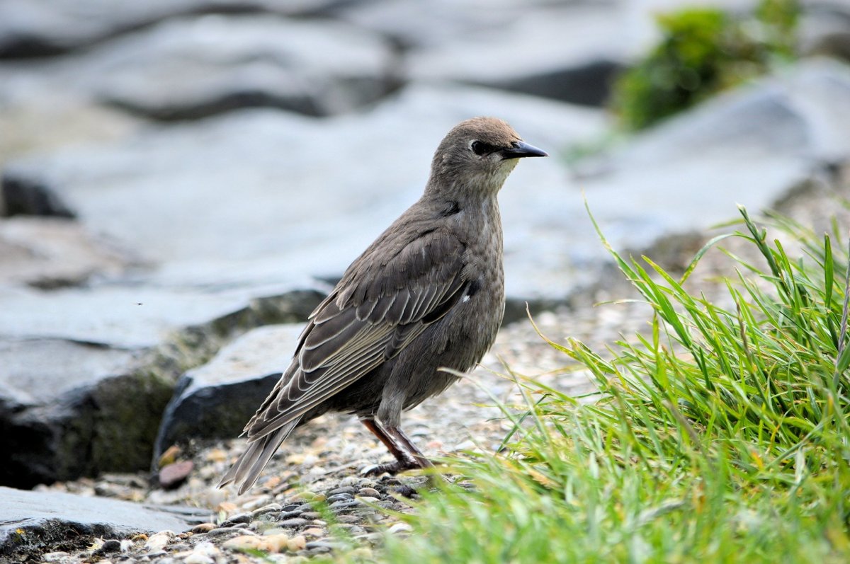 Птица Пилигрим птица Пилигрим