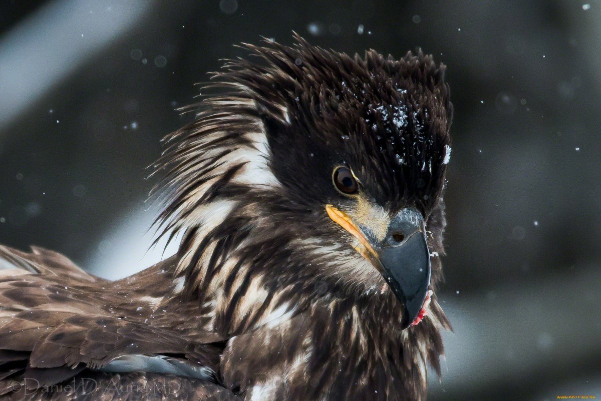 Ночные Хищные птицы