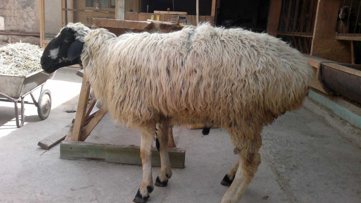 Породы Баранов курдючные