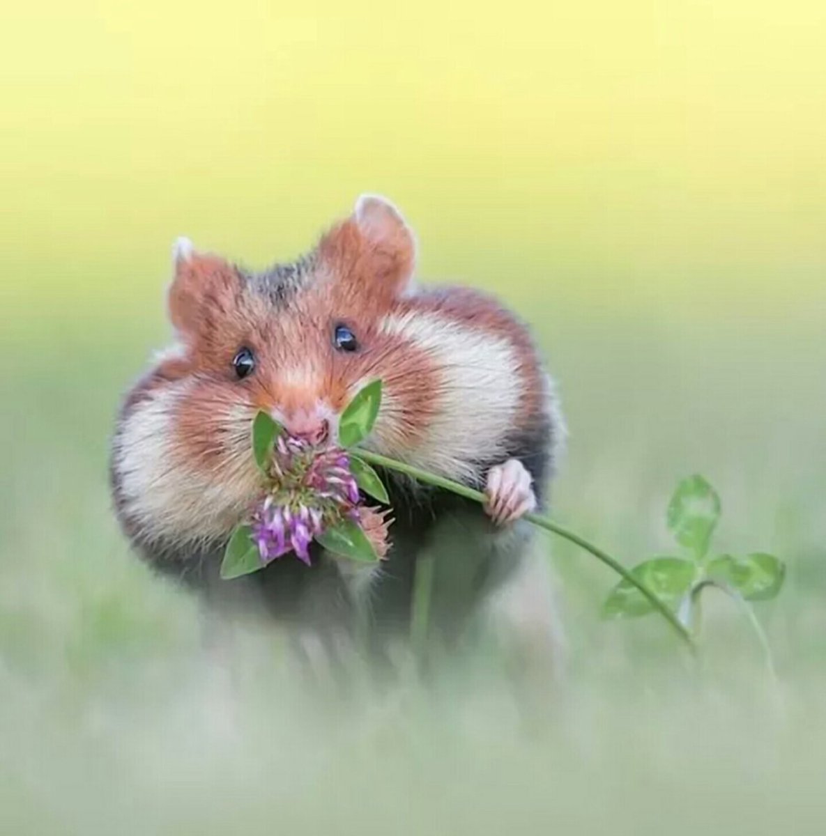 Лесной хомяк карбыш