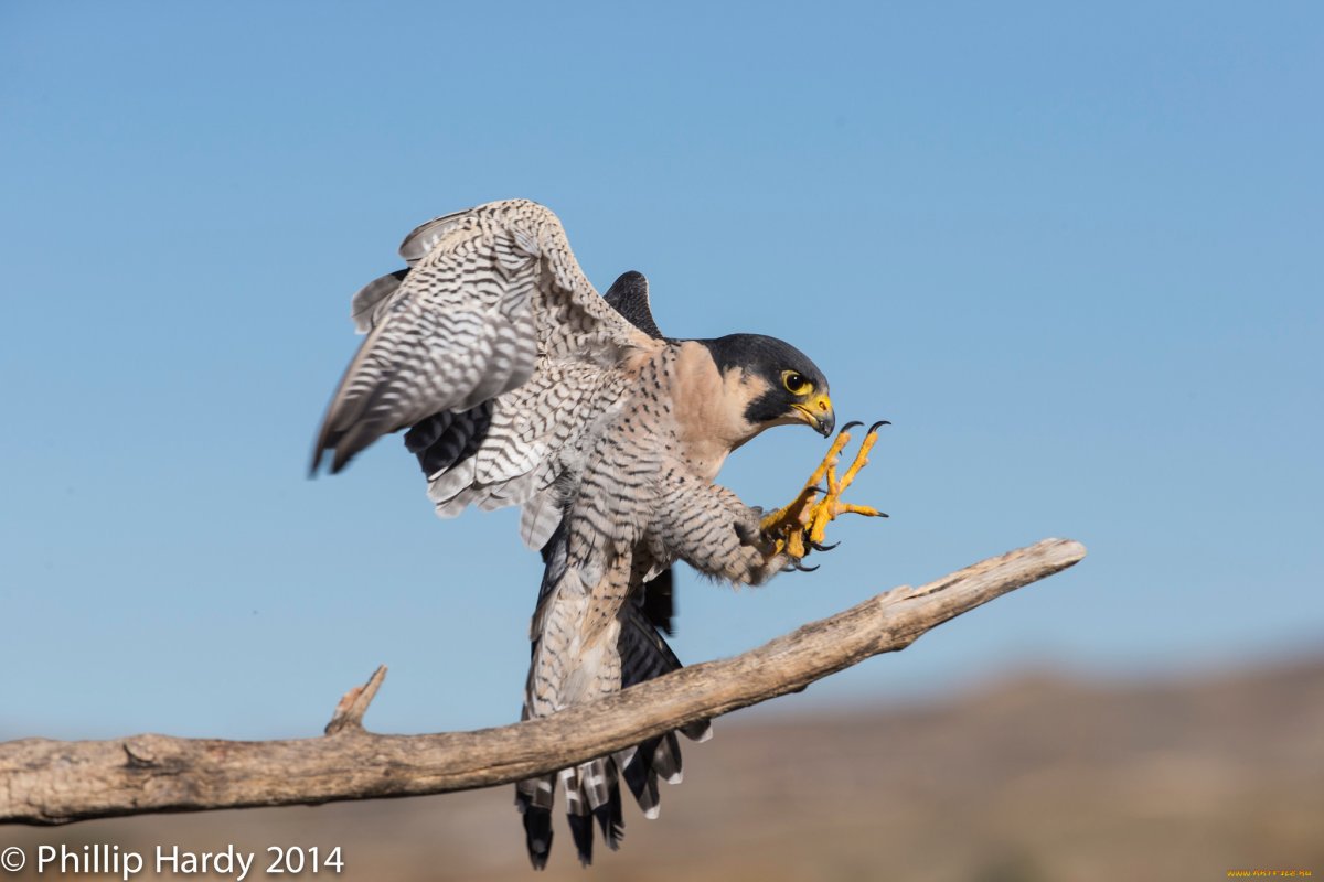 Сокол Сапсан